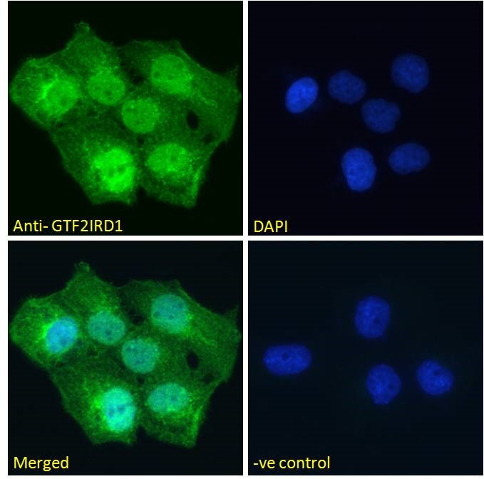 Goat Anti-GTF2IRD1 Antibody