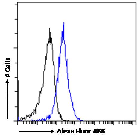 Goat Anti-GTRAP3-18 / JWA Antibody