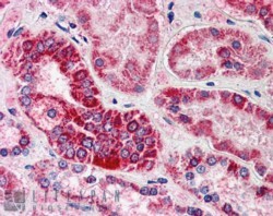 Goat Anti-GULP1 / CED6 Antibody