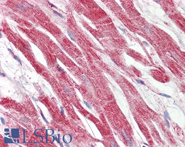 Goat Anti-HAMP Antibody