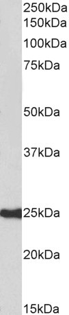 Goat Anti-HDGFRP3 (aa89-103) Antibody
