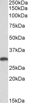 Goat Anti-Heme Oxygenase 1 (aa242-256) Antibody