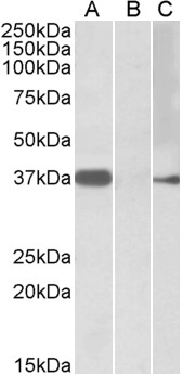 Goat Anti-Herculin / MYF6 Antibody