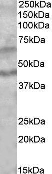 Goat Anti-HHAT (aa227-240) Antibody