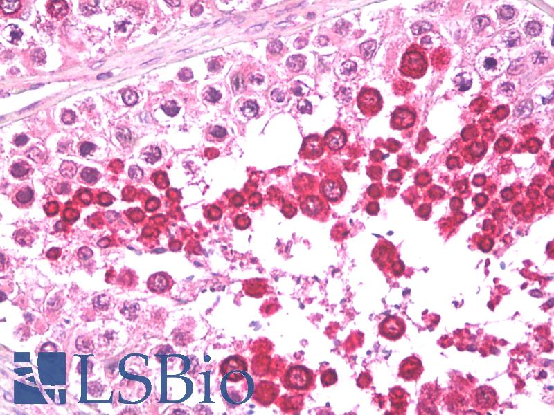 Goat Anti-HIPPI Antibody