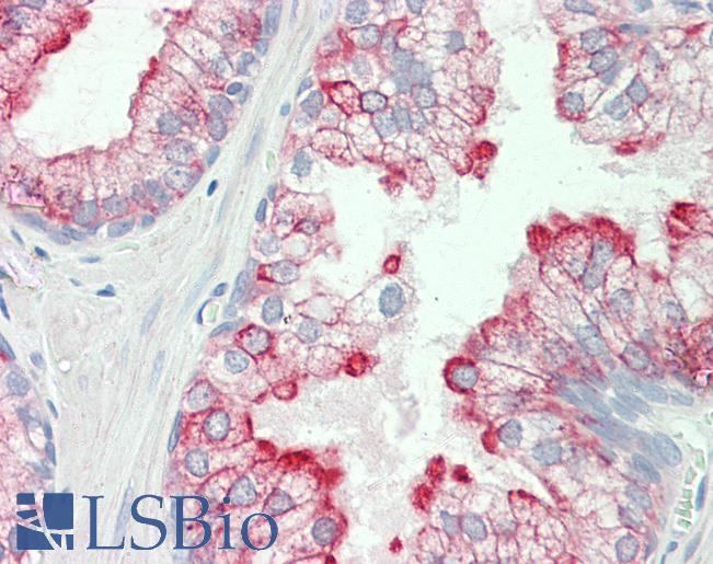 Goat Anti-histamine H3 receptor Antibody