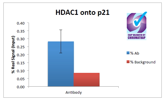 Goat Anti-Histone Deacetylase 1 Antibody