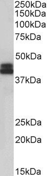 Goat Anti-HLA-B Antibody