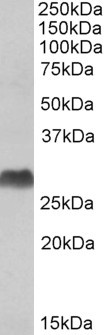 Goat Anti-HLA-DQA2 & HLA-DQA1 Antibody