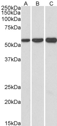 Goat Anti-HMGCS1 (aa321-332) Antibody