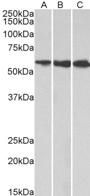 Goat Anti-HMGCS1 Antibody
