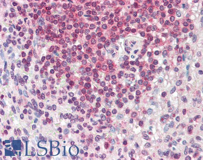 Goat Anti-HMHA1 (aa57-71) Antibody