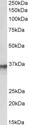 Goat Anti-HNRNPA2B1 Antibody
