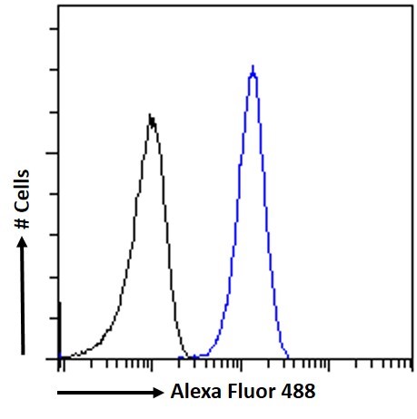 Goat Anti-Hornerin Antibody
