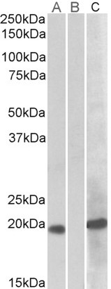Goat Anti-HOXA1 Antibody
