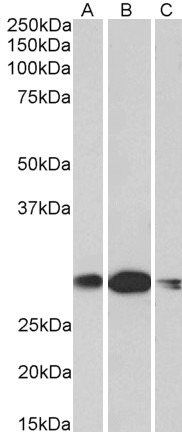 Goat Anti-HOXA5 (aa83-92) Antibody