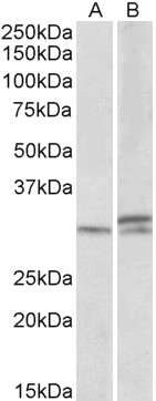 Goat Anti-HOXA9 (aa37-50) Antibody