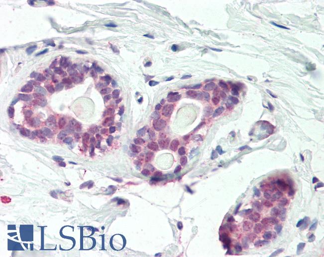 Goat Anti-HOXC10 Antibody