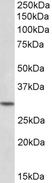 Goat Anti-HOXC8 Antibody