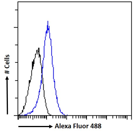 Goat Anti-HOXD10 Antibody