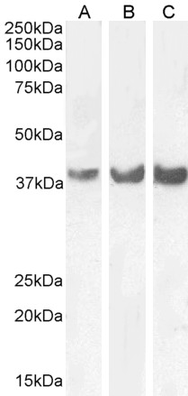 Goat Anti-HOXD13 Antibody