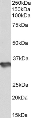 Goat Anti-HS3ST1 Antibody