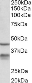 Goat Anti-Hsd11b1 (mouse) Antibody