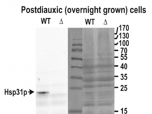 Goat Anti-Hsp31p (yeast, aa50-64) Antibody