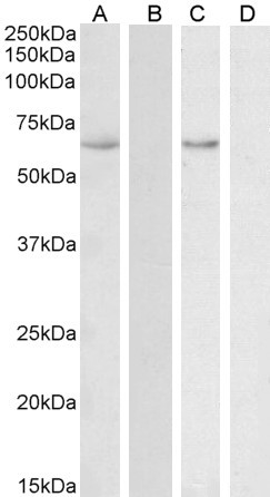Goat Anti-HSPA13 / STCH (aa83-95) Antibody