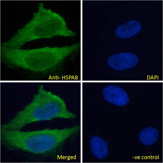 Goat Anti-HSPA8 (Isoform 1) Antibody