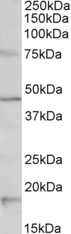 Goat Anti-Htr1a (mouse) Antibody