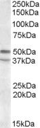 Goat Anti-HTR7 / 5-HT7 Antibody