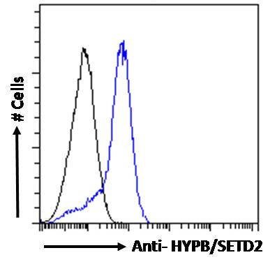 Goat Anti-HYPB / SETD2 (internal region) Antibody