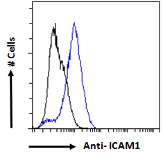 Goat Anti-ICAM1 (aa313-327) Antibody