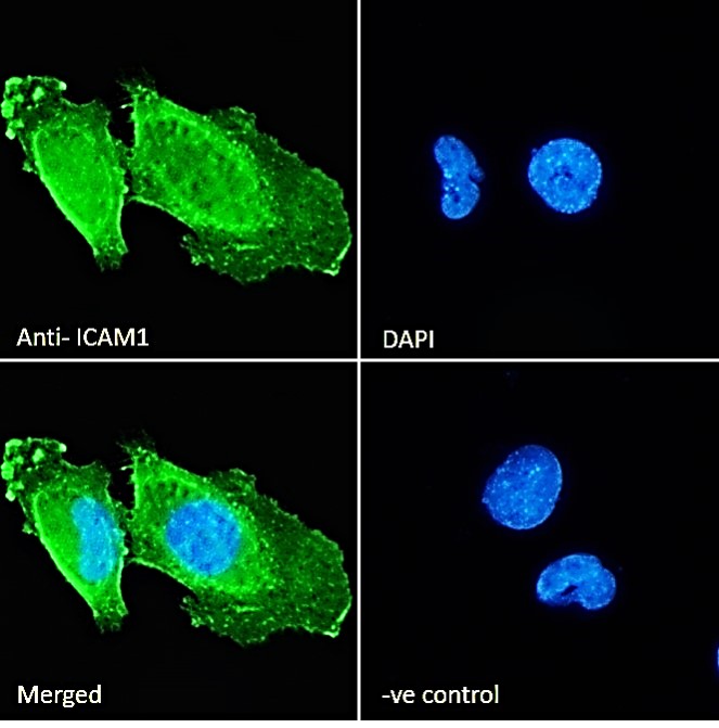 Goat Anti-ICAM1 Antibody
