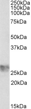 Goat Anti-ICAM4 (aa169-182) Antibody