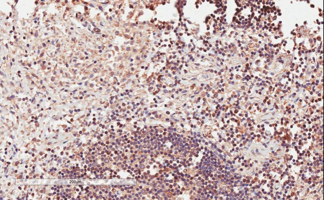 Goat Anti-ICOS Antibody