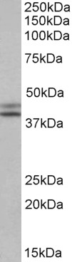 Goat Anti-IDH1 (aa65-77) Antibody