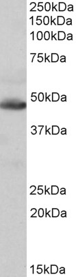 Goat Anti-IDH2 Antibody