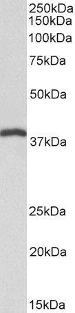 Goat Anti-IDH3B (aa33-46) Antibody
