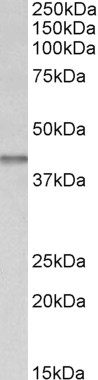 Goat Anti-IDH3B (aa369-383) Antibody