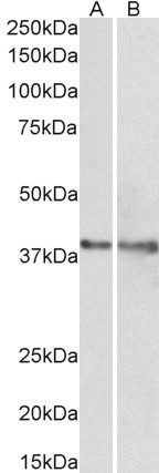 Goat Anti-IDH3G (aa337-350) Antibody