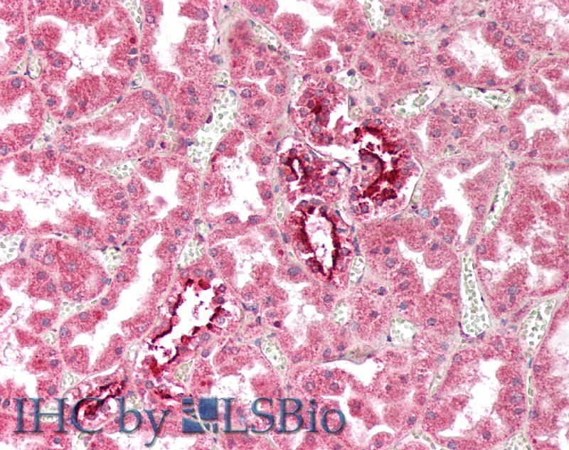 Goat Anti-IFITM3 Antibody