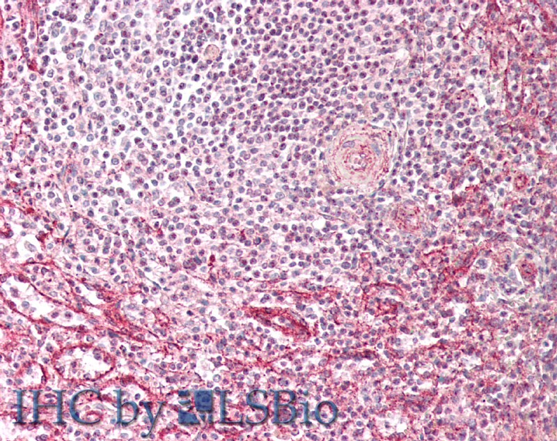 Goat Anti-IFITM3 (N terminus) Antibody