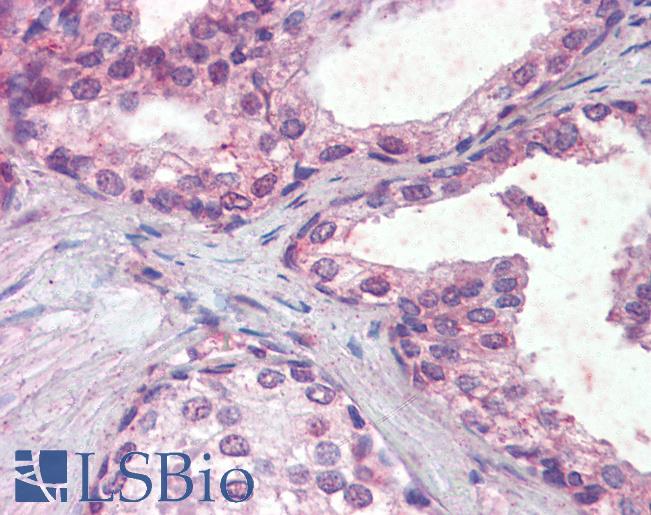 Goat Anti-IFNAR2 Antibody