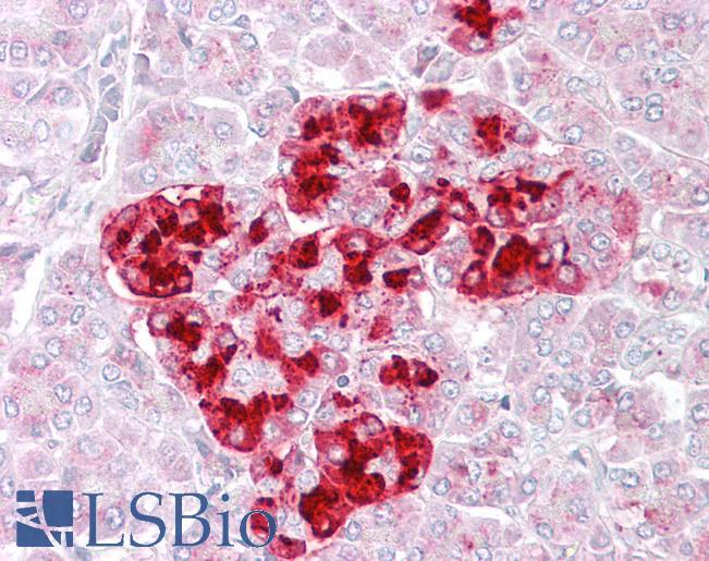 Goat Anti-IGFBP7 (aa194-207) Antibody