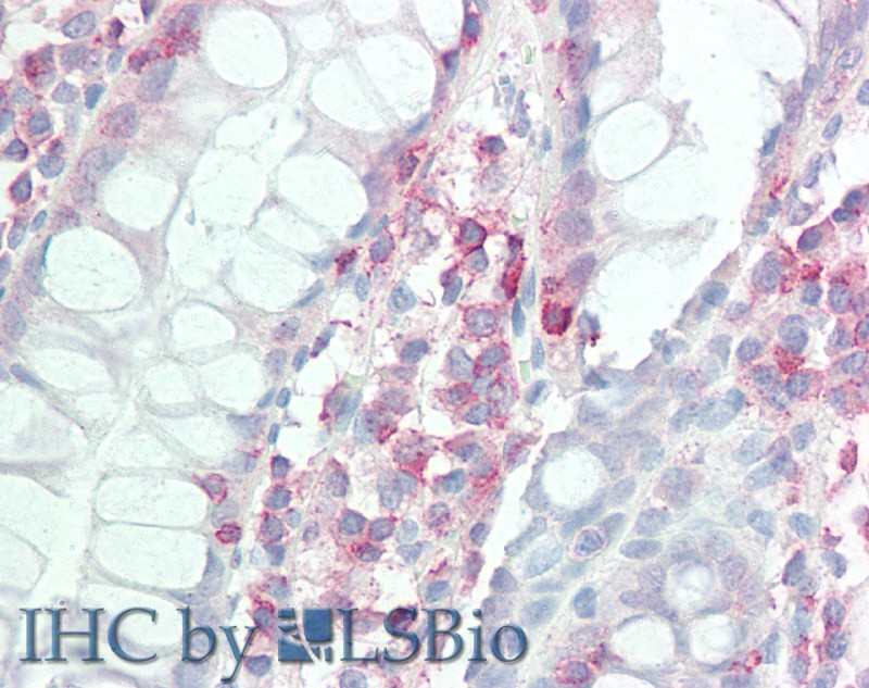 Goat Anti-IL-17D Antibody