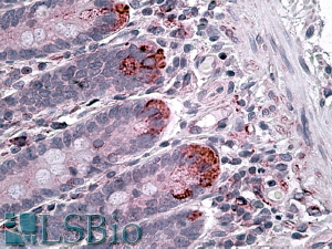 Goat Anti-IL12A Antibody