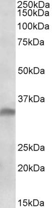 Goat Anti-IL33 (aa165-178) Antibody