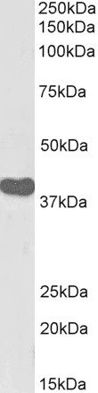 Goat Anti-ILF2 / NF45, Biotinylated Antibody